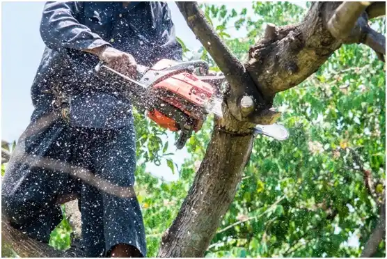 tree services Saxon